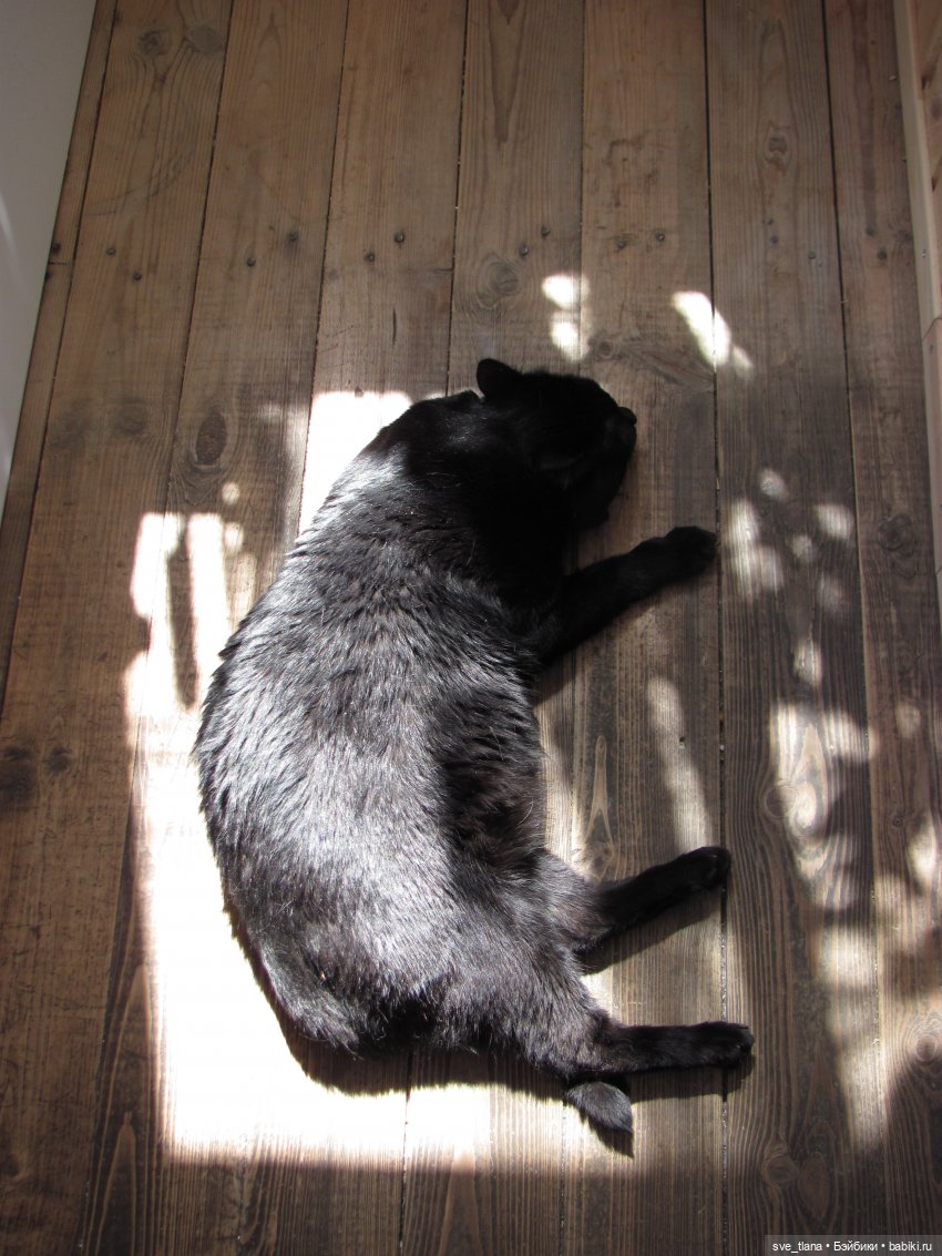 Всемирный день кошек (World Cat Day). С праздником всех нас