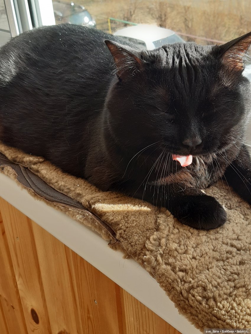 Всемирный день кошек (World Cat Day). С праздником всех нас (фото 8)