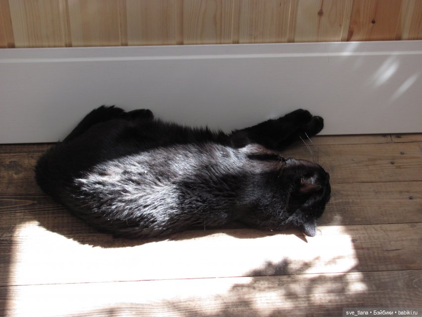 Всемирный день кошек (World Cat Day). С праздником всех нас