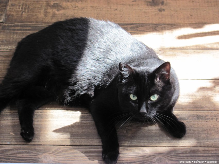 Всемирный день кошек (World Cat Day). С праздником всех нас