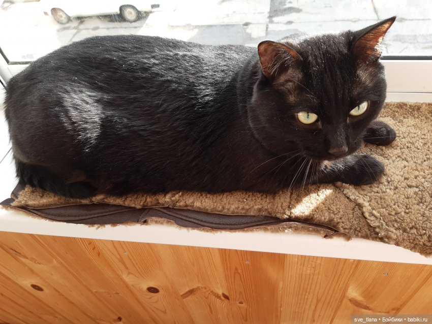 Всемирный день кошек (World Cat Day). С праздником всех нас (фото 6)