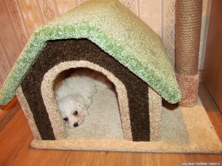 Всемирный день кошек (World Cat Day). С праздником всех нас