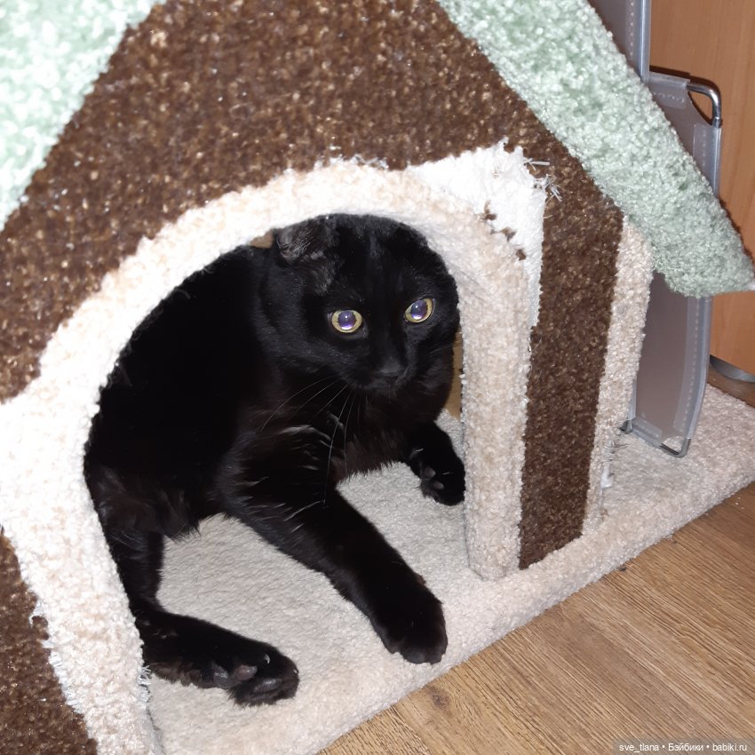 Всемирный день кошек (World Cat Day). С праздником всех нас