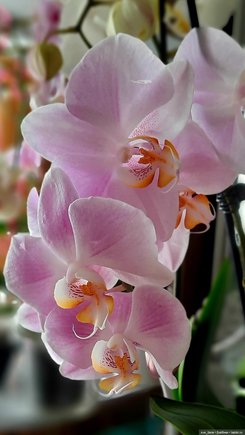 Праздник каждый день. Так себе календарчик