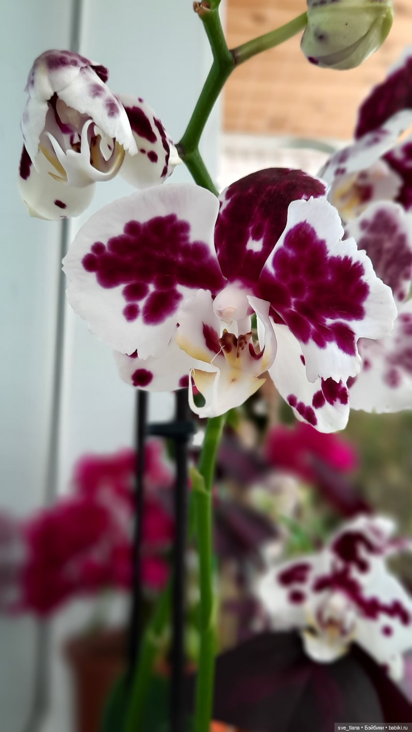 Праздник каждый день. Так себе календарчик