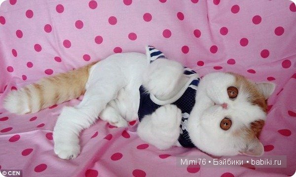 Коты и кошки - звезды интернета (фото 5)