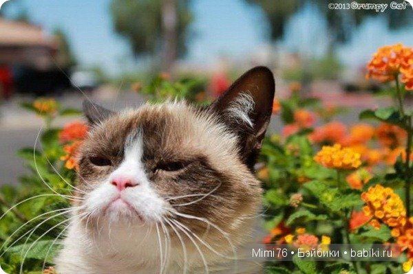 Коты и кошки - звезды интернета