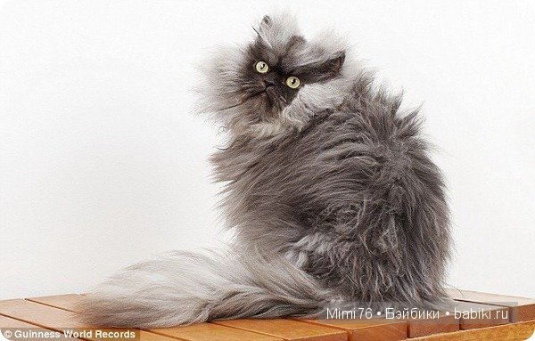 Коты и кошки - звезды интернета