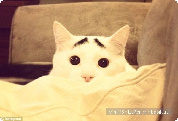 Коты и кошки - звезды интернета