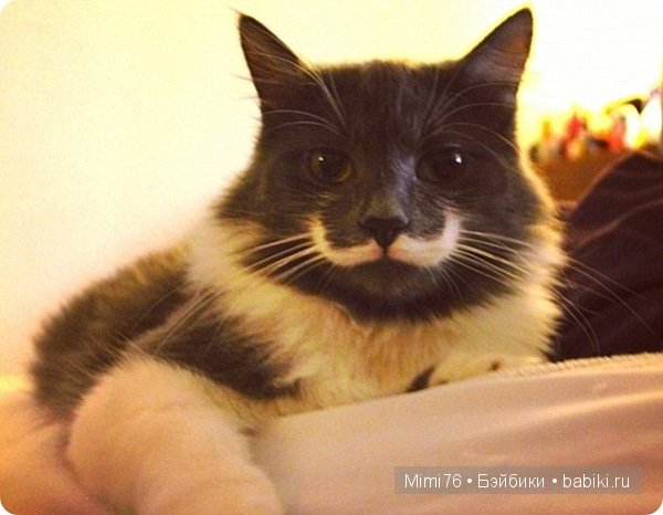 Коты и кошки - звезды интернета