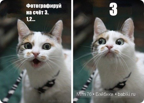 Коты и кошки - звезды интернета