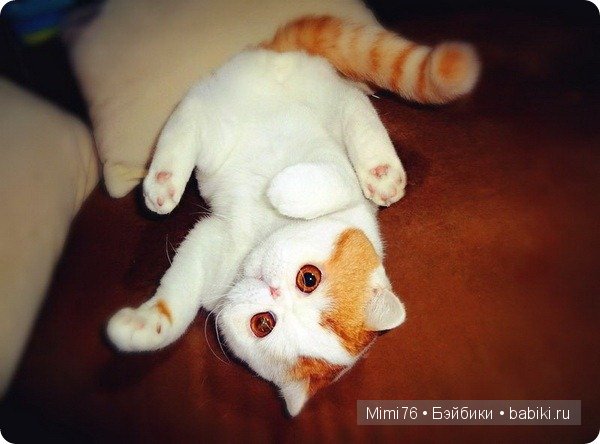 Коты и кошки - звезды интернета (фото 7)