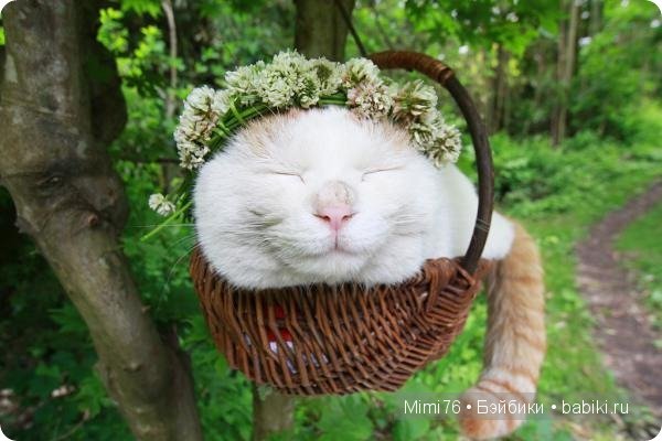 Коты и кошки - звезды интернета