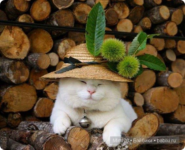 Коты и кошки - звезды интернета