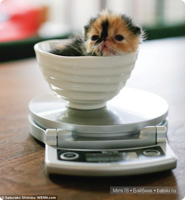 Коты и кошки - звезды интернета (фото 10)