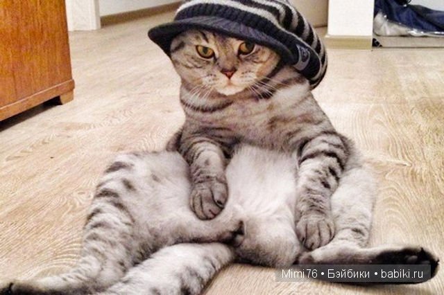 Коты и кошки - звезды интернета