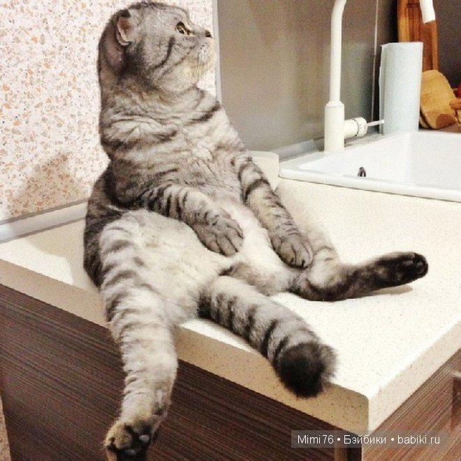 Коты и кошки - звезды интернета