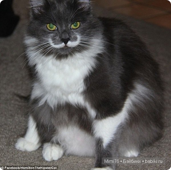 Коты и кошки - звезды интернета