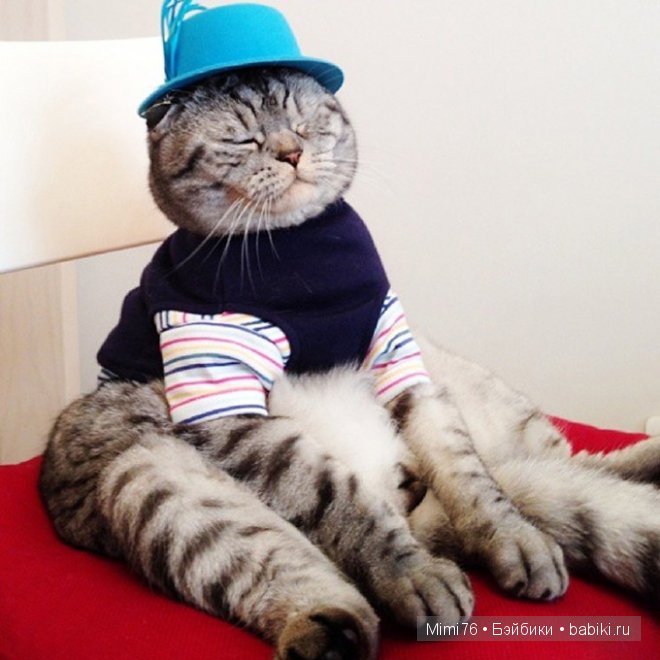 Коты и кошки - звезды интернета