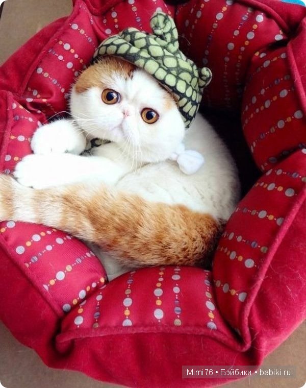 Коты и кошки - звезды интернета (фото 8)