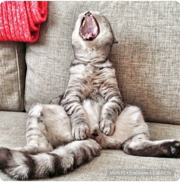 Коты и кошки - звезды интернета