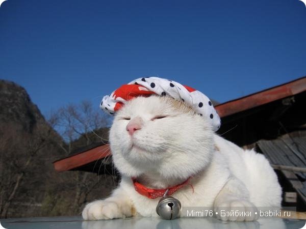 Коты и кошки - звезды интернета