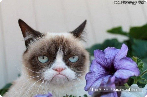 Коты и кошки - звезды интернета