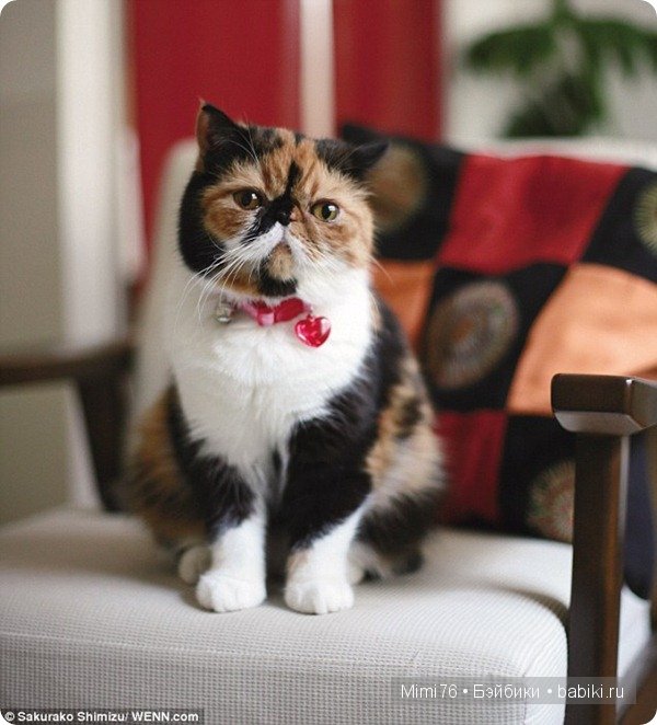 Коты и кошки - звезды интернета