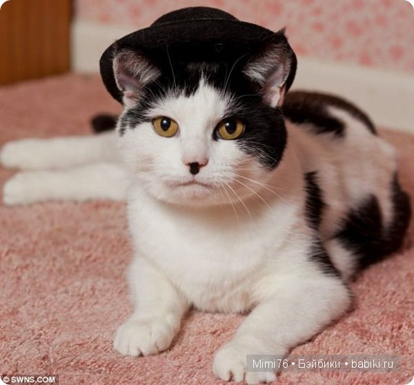 Коты и кошки - звезды интернета