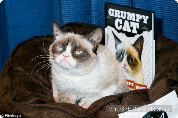 Коты и кошки - звезды интернета