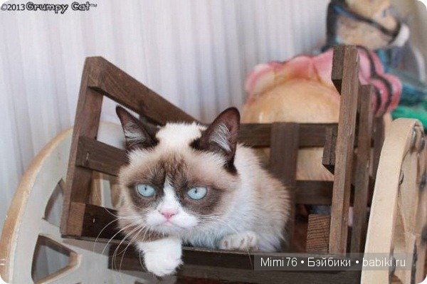 Коты и кошки - звезды интернета