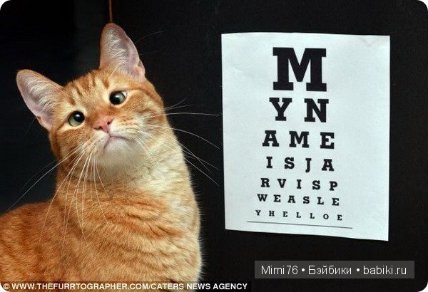 Коты и кошки - звезды интернета (фото 2)