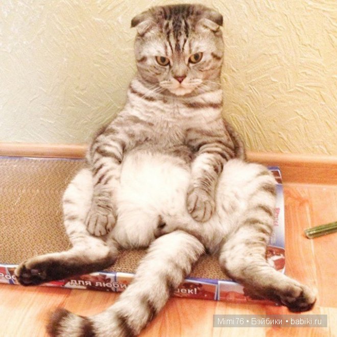 Коты и кошки - звезды интернета