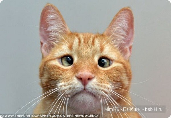 Коты и кошки - звезды интернета