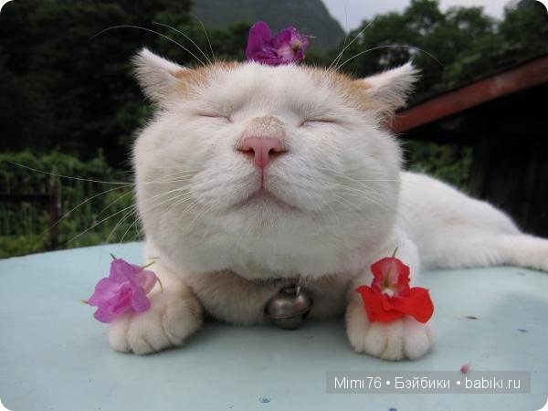 Коты и кошки - звезды интернета