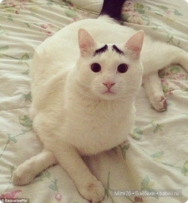 Коты и кошки - звезды интернета