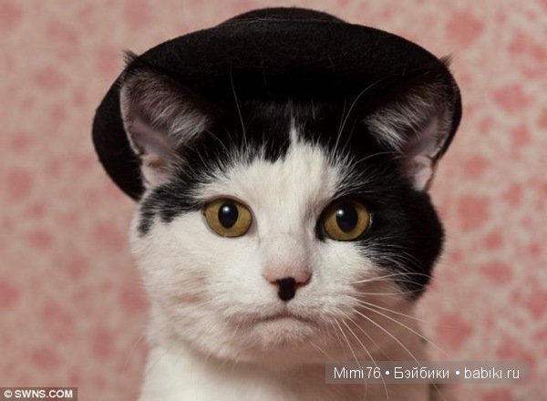 Коты и кошки - звезды интернета