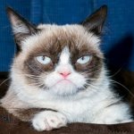 Коты и кошки - звезды интернета