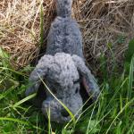 Мягкие игрушки сшитые мной