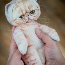 Котики - экзокотики