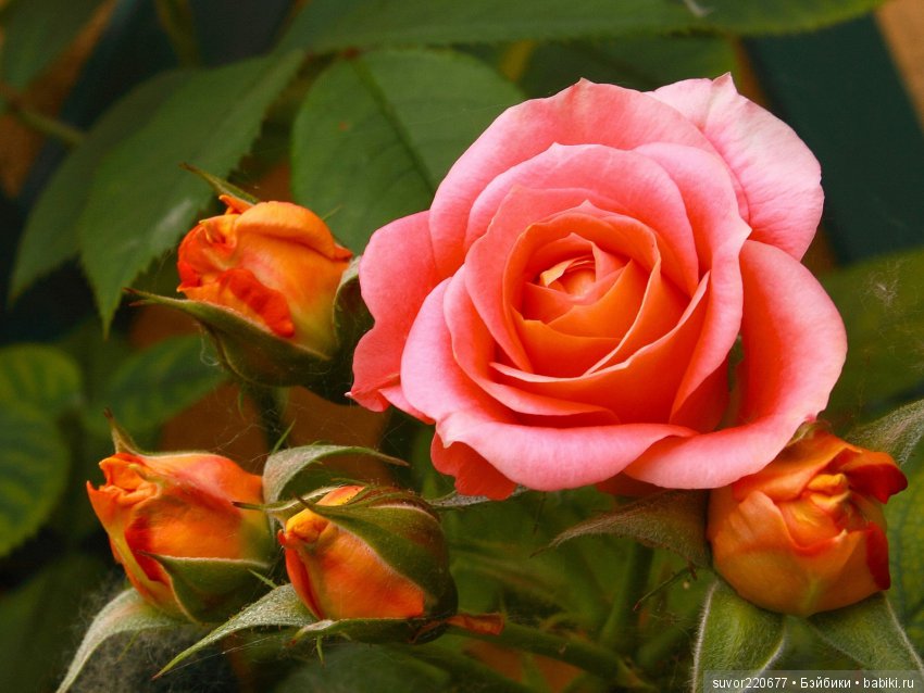 Латишечка Мила, какая же она чудесная | Бэйбики Латишечка Мила, какая же она чудесная (фото 8)