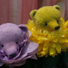 Hello Teddy 2016. Мишки, которые цветут круглый год