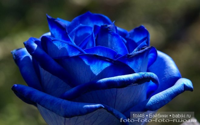 Легенды о розе — Интересное и необычное: фотоподборки