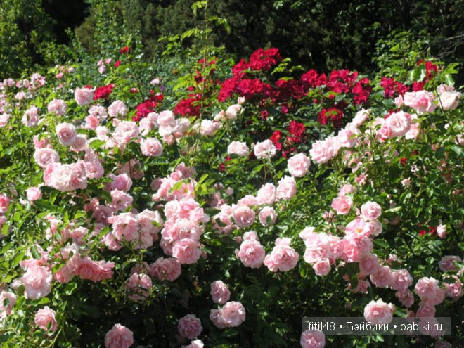 Легенды о розе — Интересное и необычное: фотоподборки