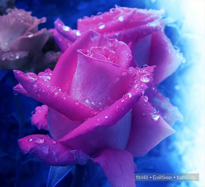 Легенды о розе — Интересное и необычное: фотоподборки