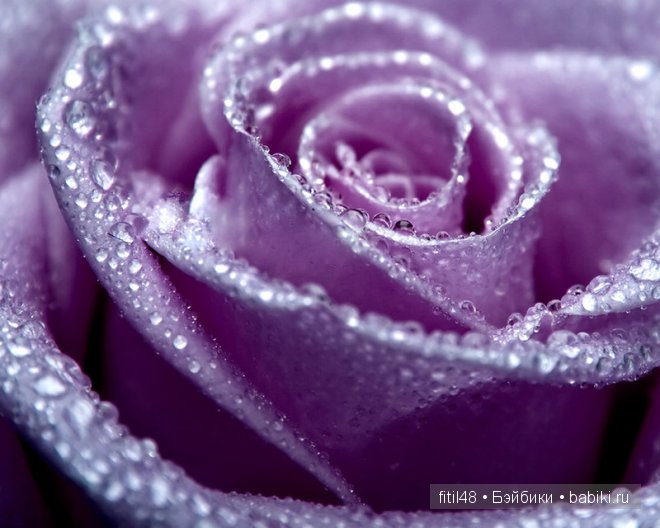 Легенды о розе — Интересное и необычное: фотоподборки (фото 3)