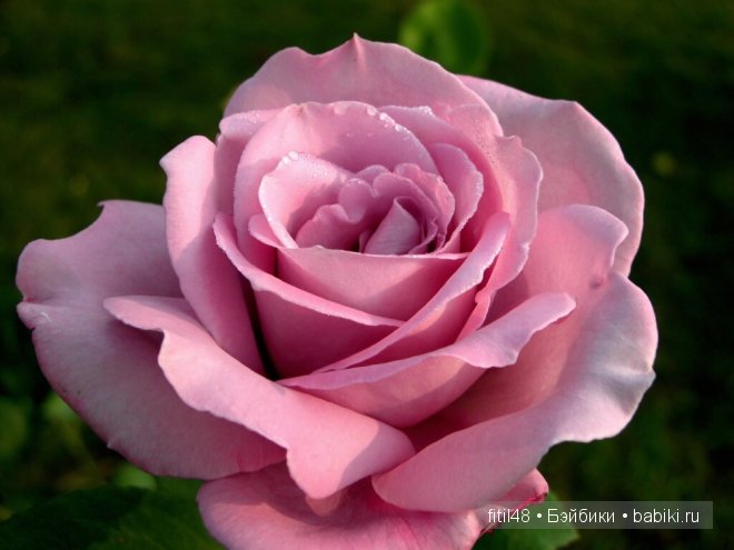 Легенды о розе — Интересное и необычное: фотоподборки (фото 4)