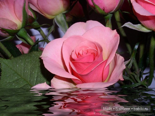 Легенды о розе — Интересное и необычное: фотоподборки (фото 7)