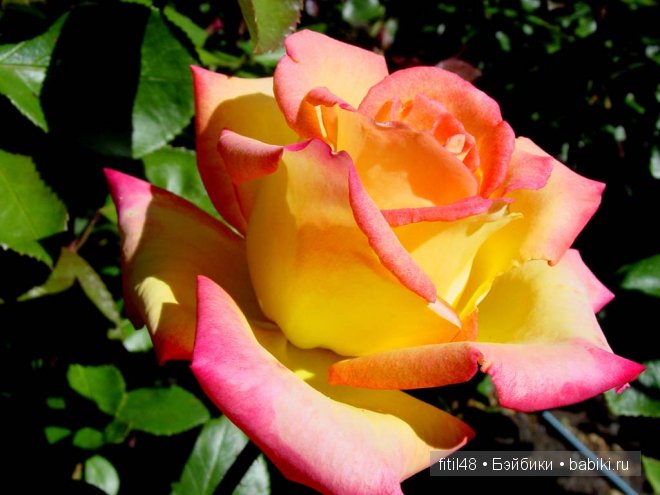 Легенды о розе — Интересное и необычное: фотоподборки