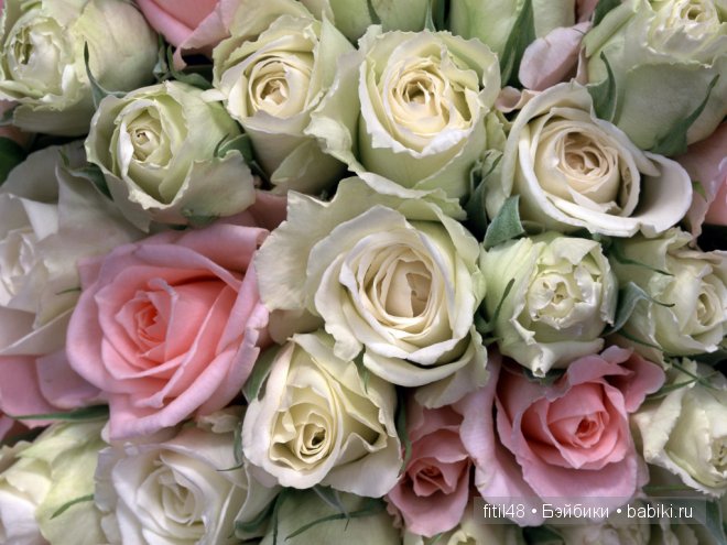 Легенды о розе — Интересное и необычное: фотоподборки (фото 10)